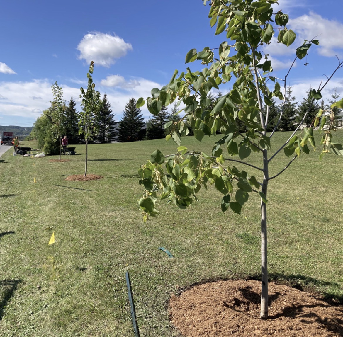 Plantation Montréal
